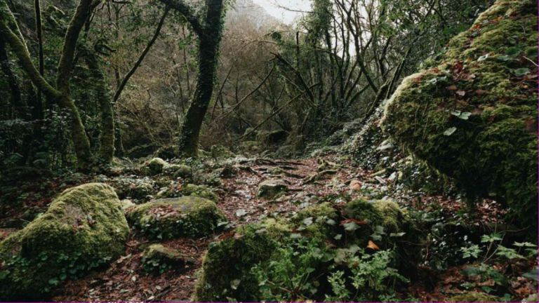 Artículo del blog de Tableros Hispanos sobre el bosque gallego